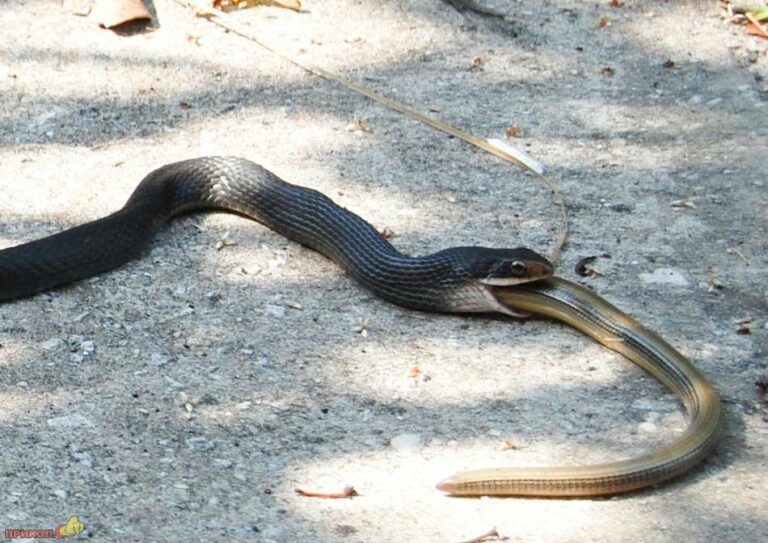 snake eating snake 02